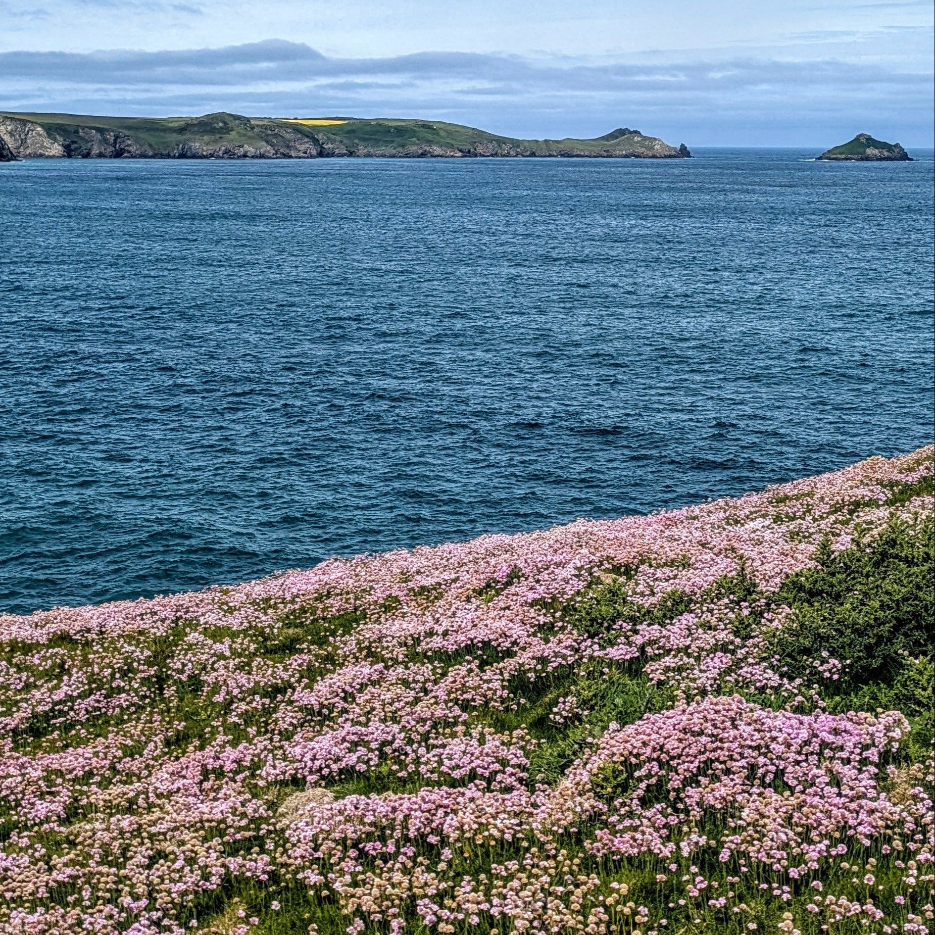 Port Quin, Cornwall with Sea Pink flowers