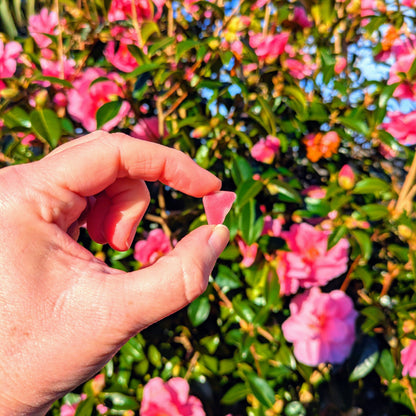 Red Sea Glass Silver Pendant with pink camillia flowers background
