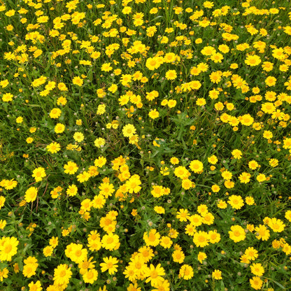 Field full of Yellow flowers