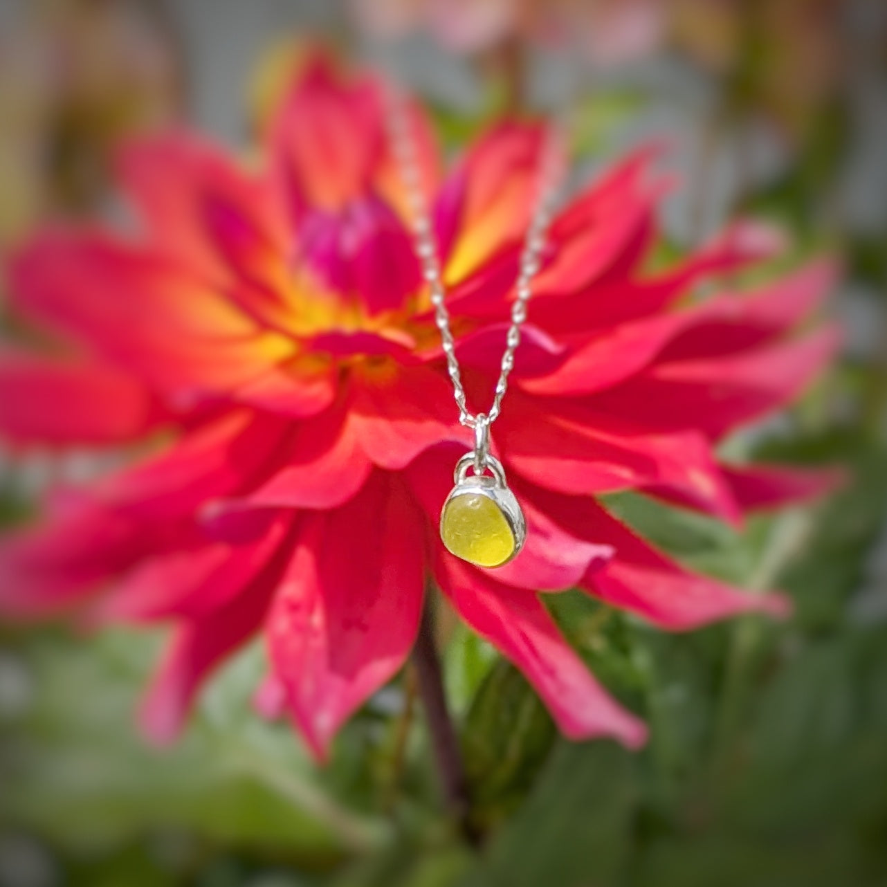 Rare yellow sea glass silver pendant in front of pink dalia flower